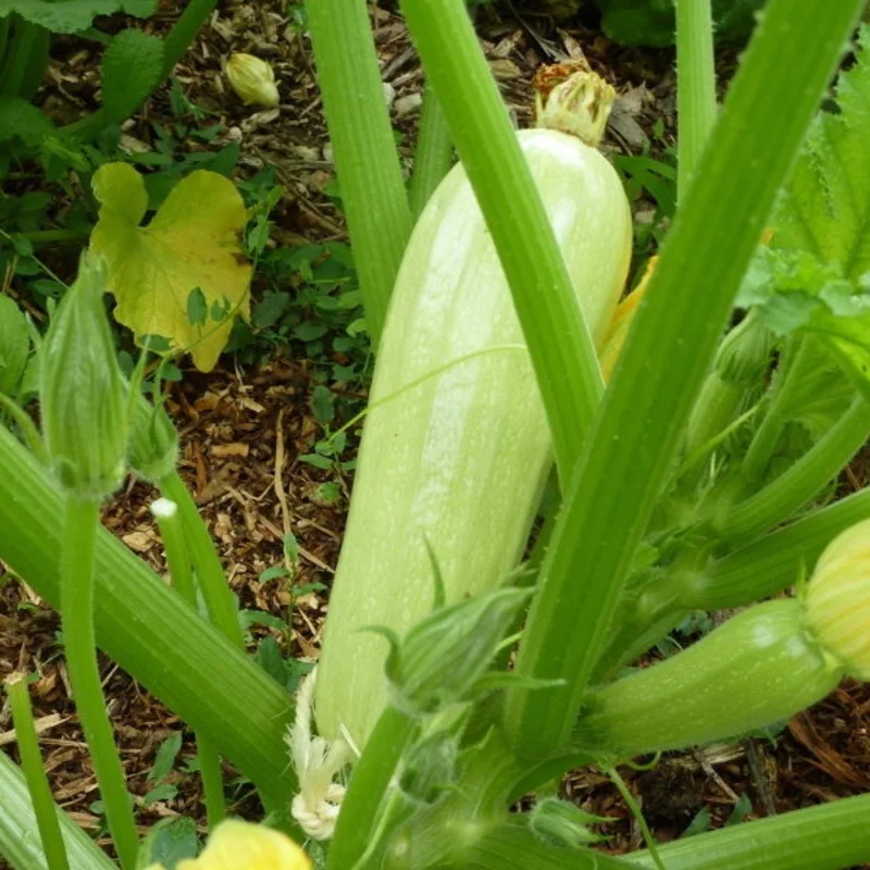 Courgettes - Bou Tozzina