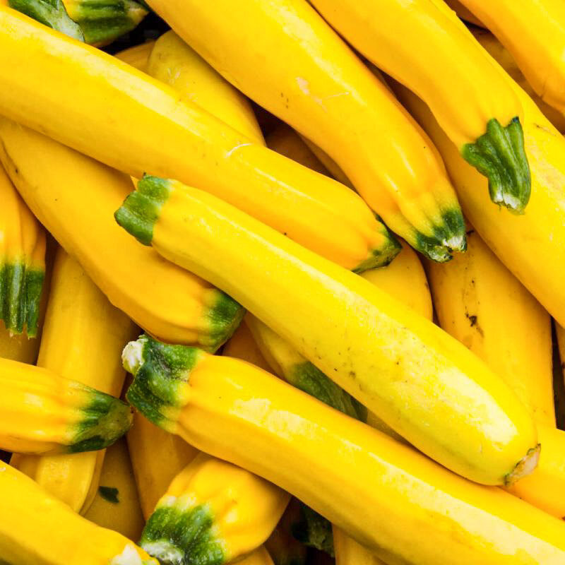 Courgettes - Jaune Sans Col Lisse