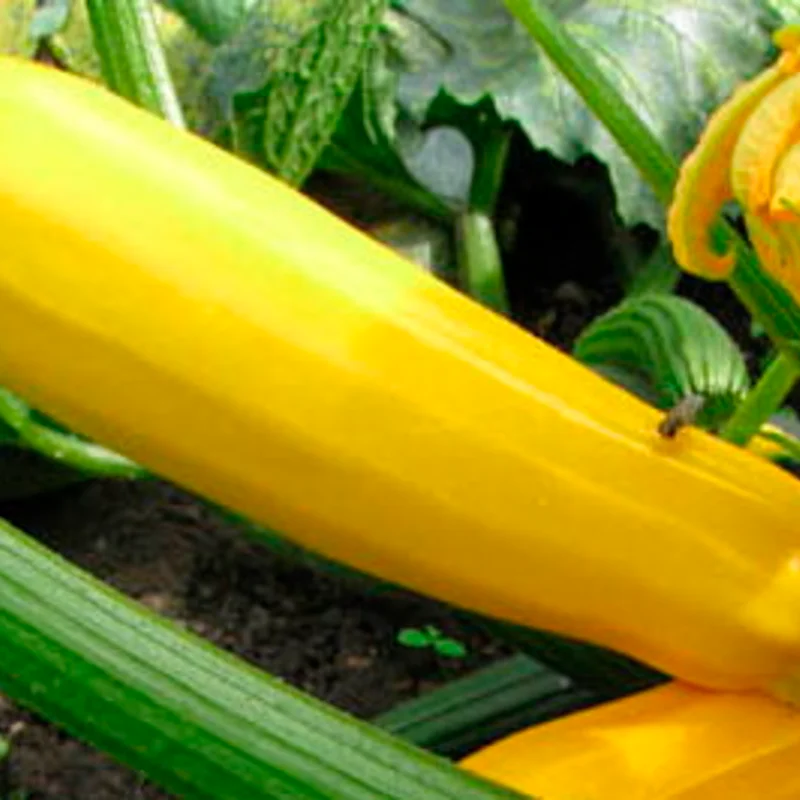 Courgettes - Jaune Sans Col Lisse