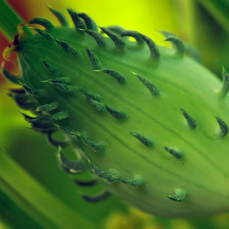 Cyclanthères - Lady’s Slipper