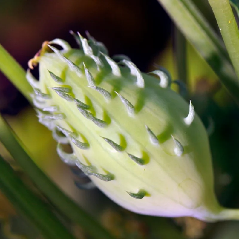 Cyclanthères - Lady’s Slipper