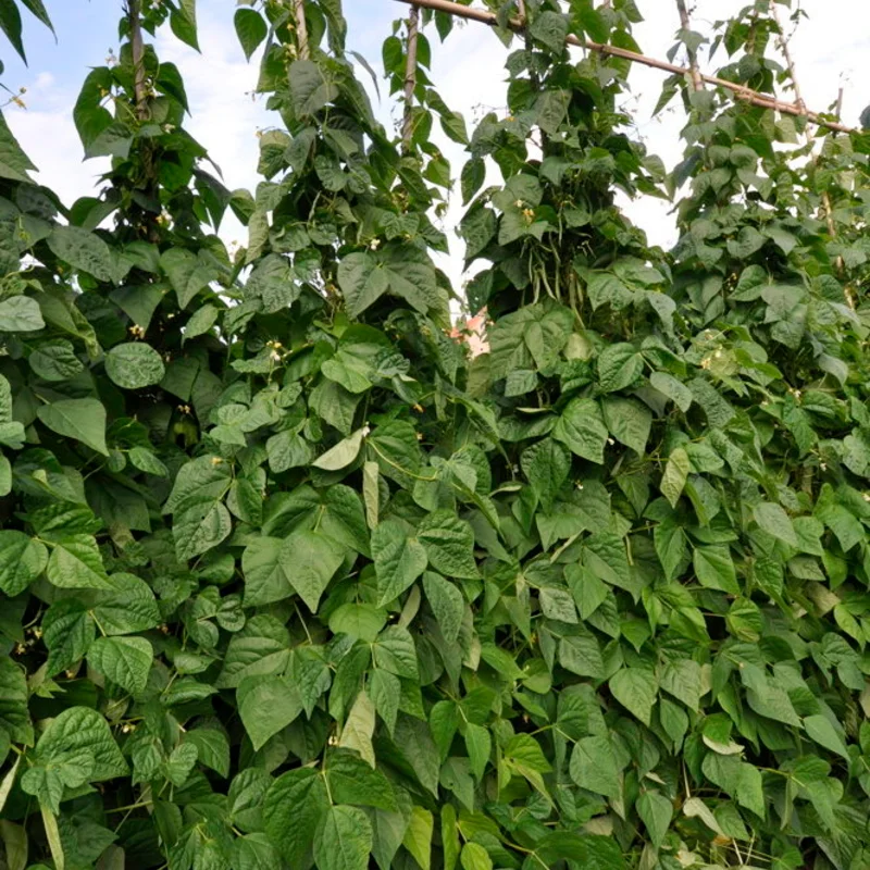 Haricots à écosser - Tarbais