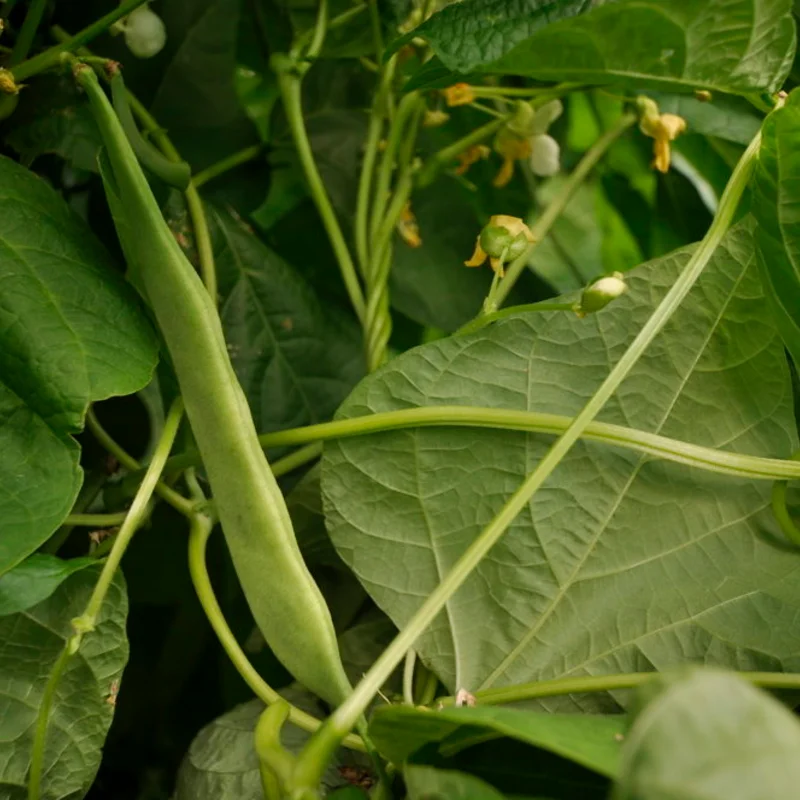 Haricots à écosser - Tarbais