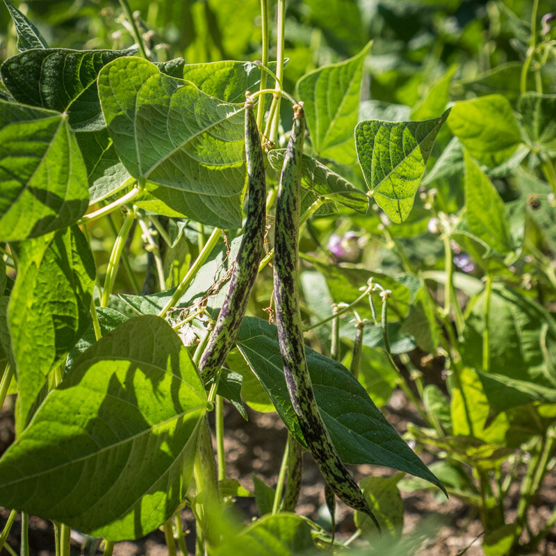 Haricots à écosser - Borlotto