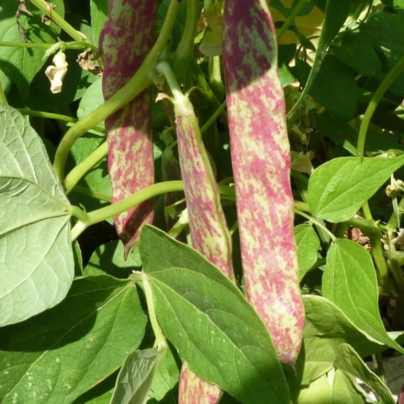 Haricots à écosser - Borlotto