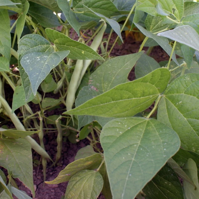 Haricots à écosser - Rognon de Pont l’Abbé