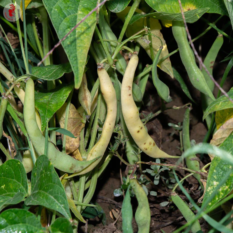 Haricots à écosser - Rognon de Pont l’Abbé