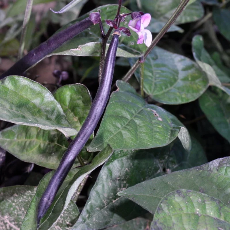 Haricots mangetout - Reine des Pourpres