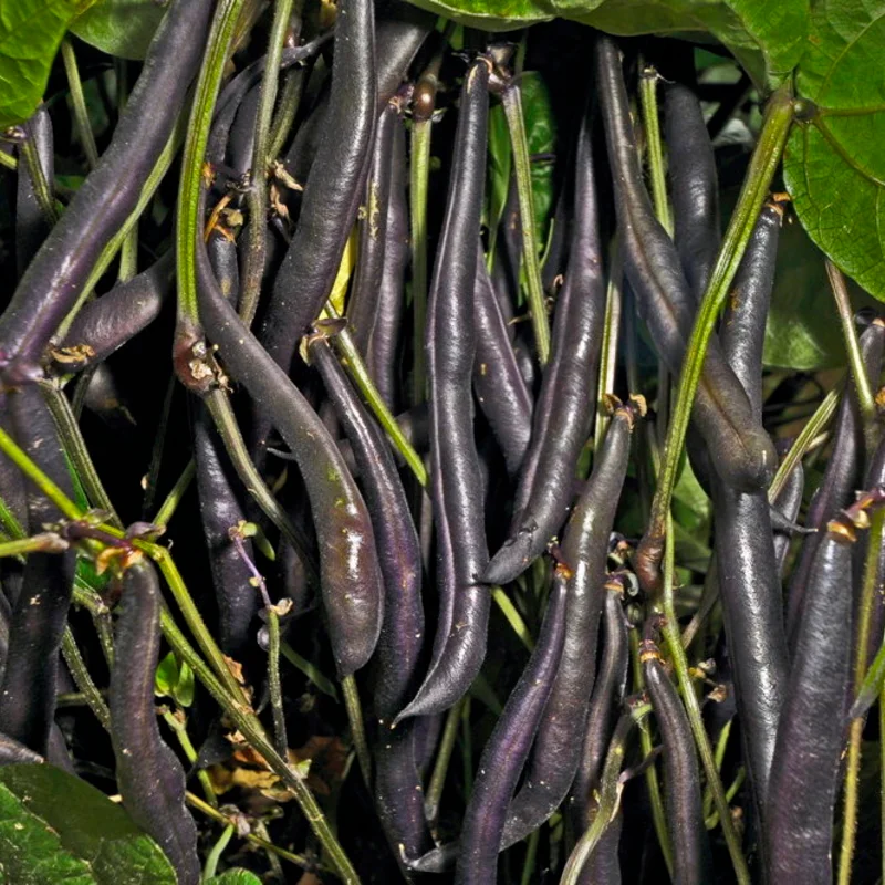 Haricots mangetout - Reine des Pourpres