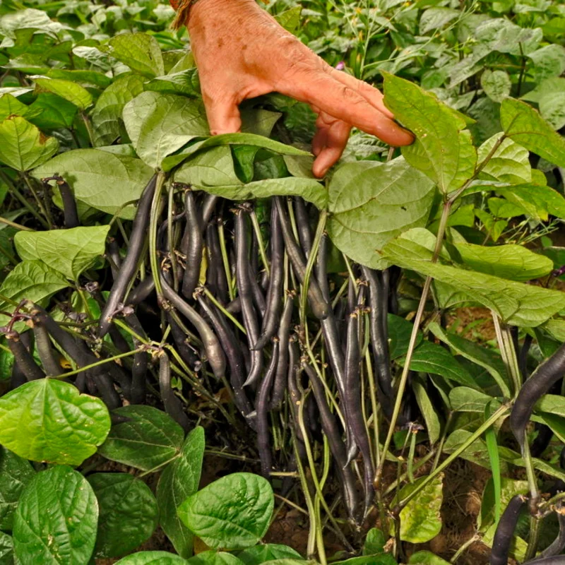 Haricots mangetout - Reine des Pourpres