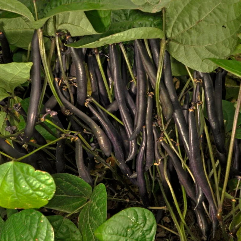 Haricots mangetout - Reine des Pourpres