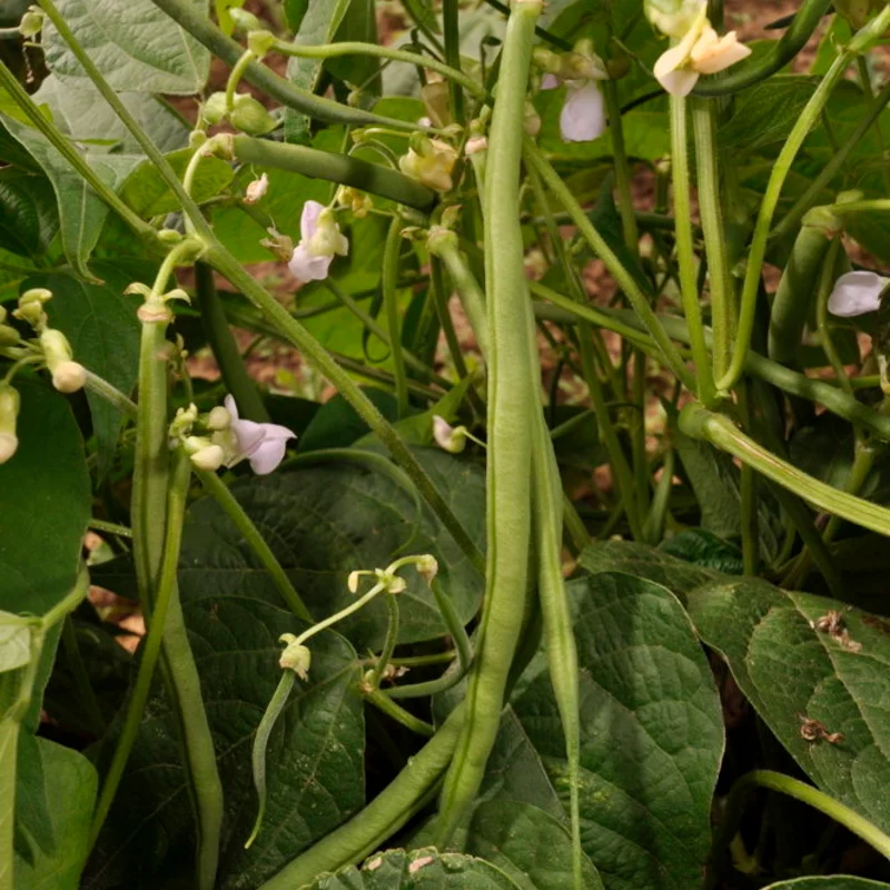 Haricots mangetout - Fin de Bagnol