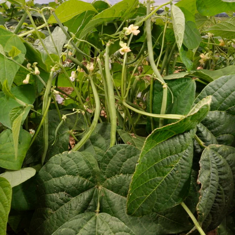 Haricots mangetout - Fin de Bagnol