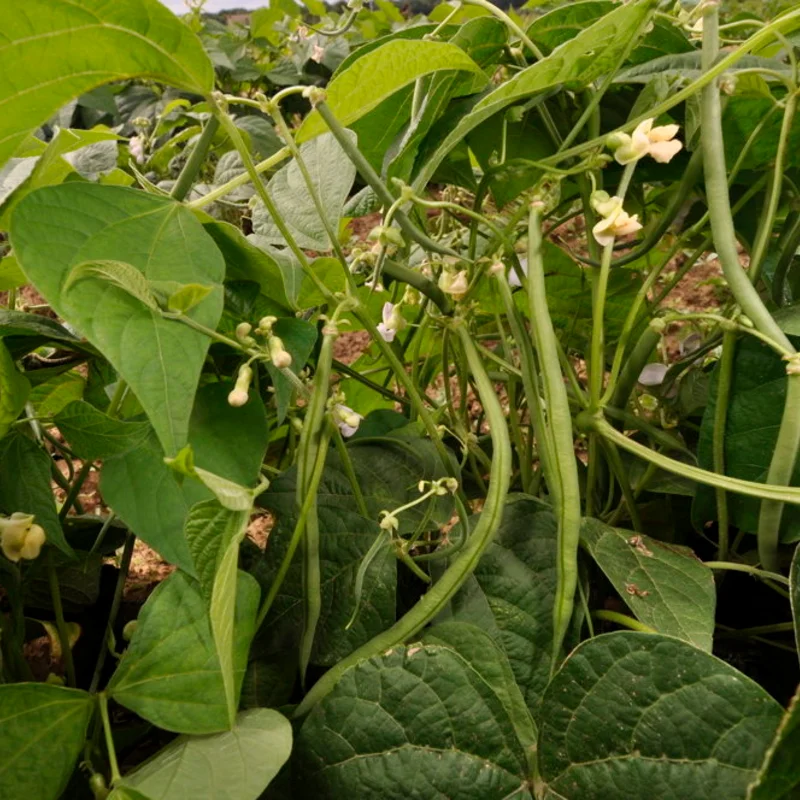 Haricots mangetout - Fin de Bagnol