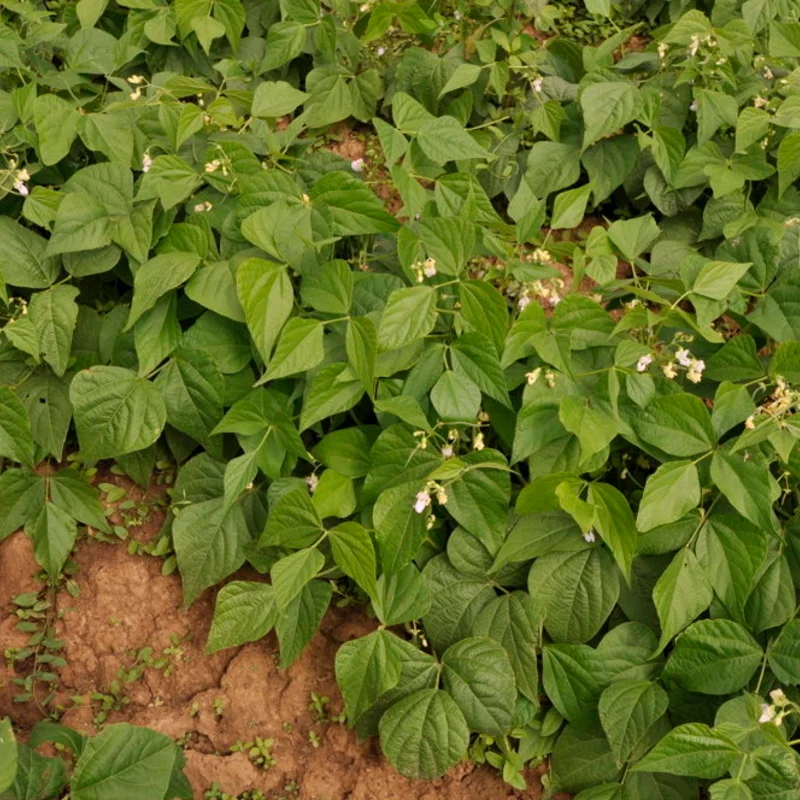 Haricots mangetout - Fin de Bagnol