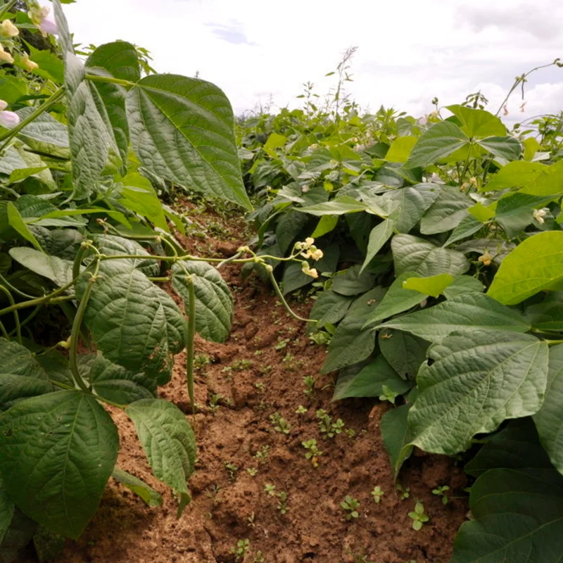 Haricots mangetout - Fin de Bagnol