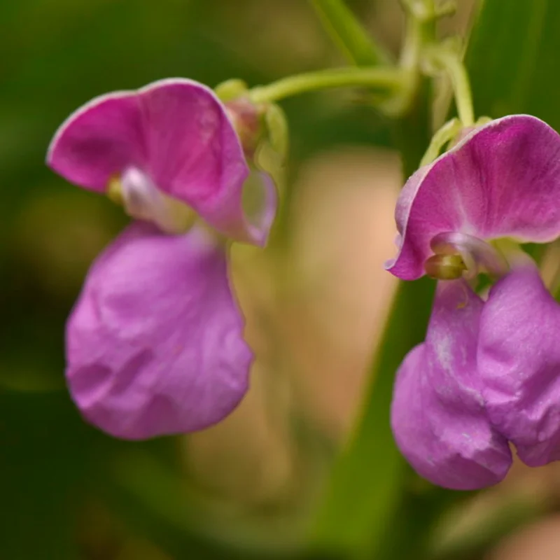 Haricots mangetout - Pélandron