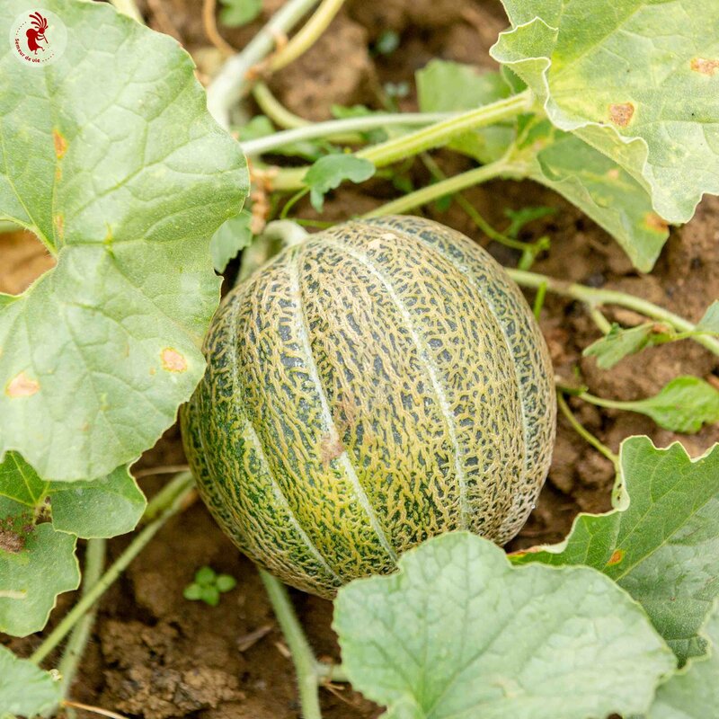 Melons - Extra Early Nutmeg