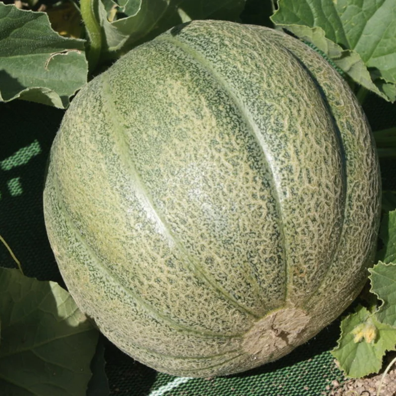 Melons - De Montréal