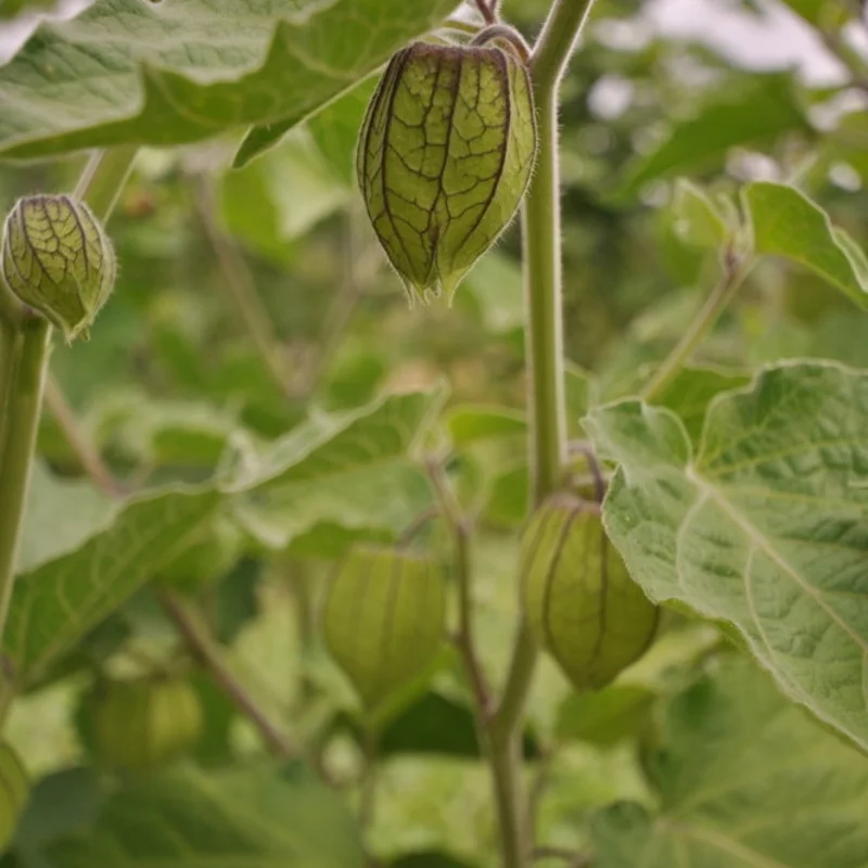 Physalis - Coqueret du Pérou