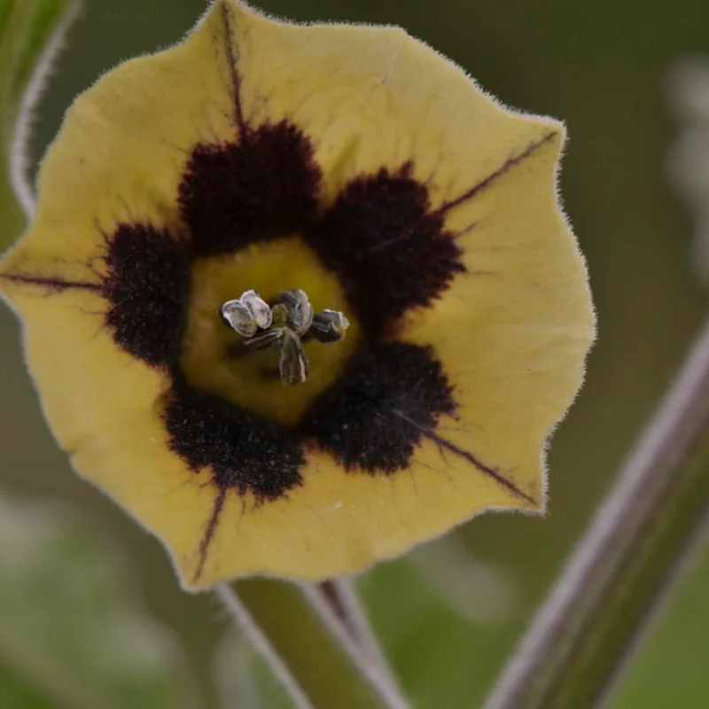 Physalis - Coqueret du Pérou