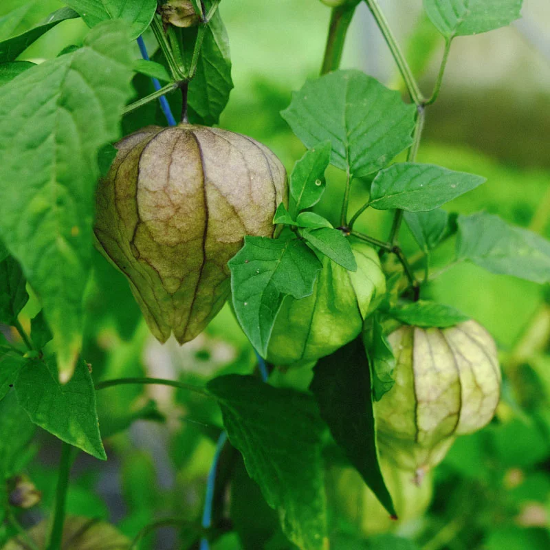 Physalis - Toma Verde