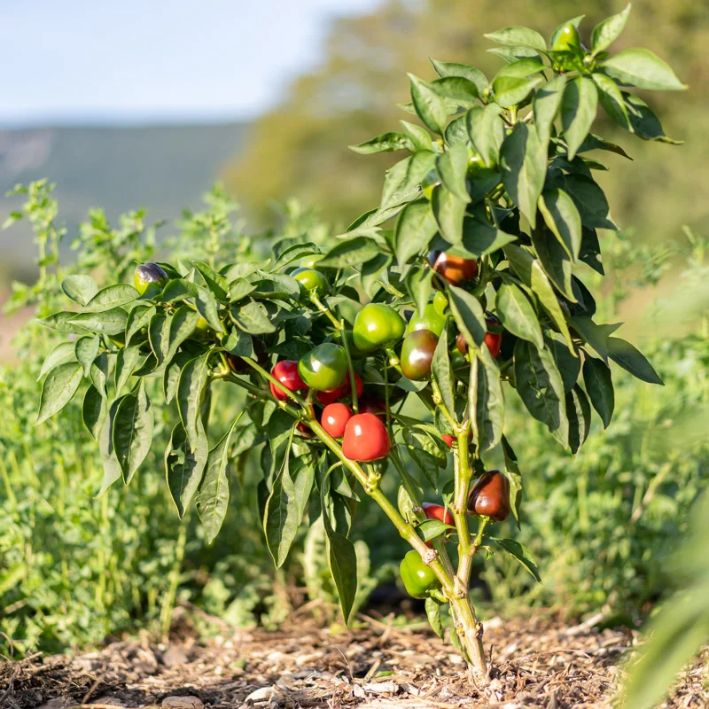 Piments/Poivrons - Cherry Time