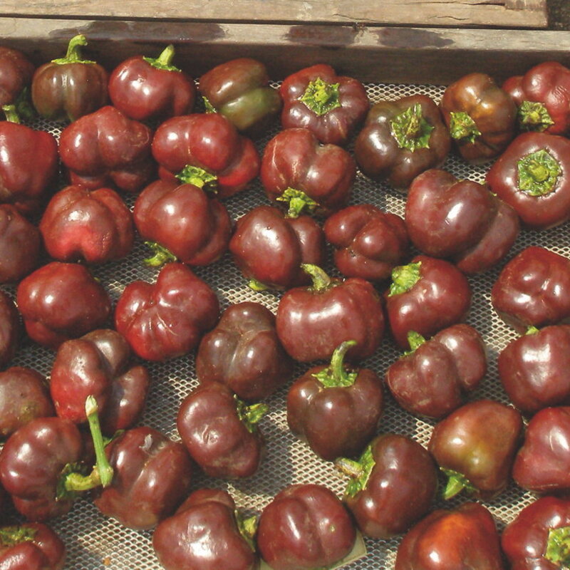 Piments/Poivrons - Miniature Chocolate Bell