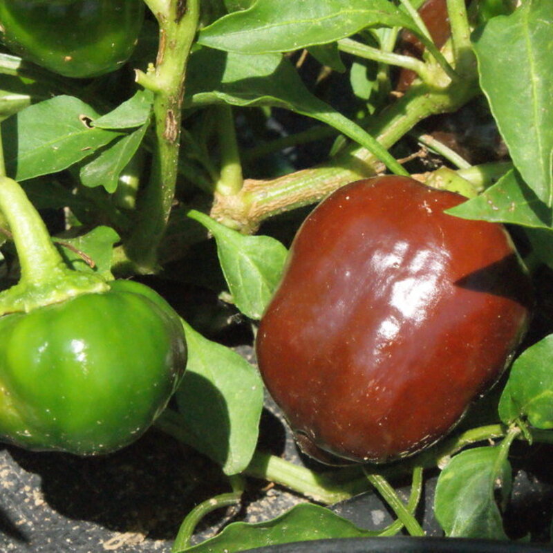 Piments/Poivrons - Miniature Chocolate Bell