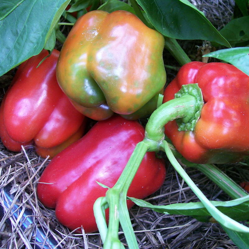 Piments/Poivrons - Ruby Giant