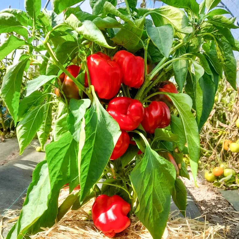 Piments/Poivrons - Ruby Giant