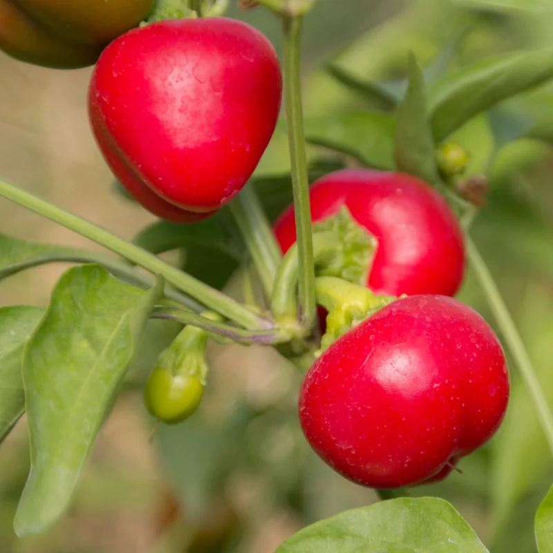 Piments/Poivrons - Miniature Red Bell