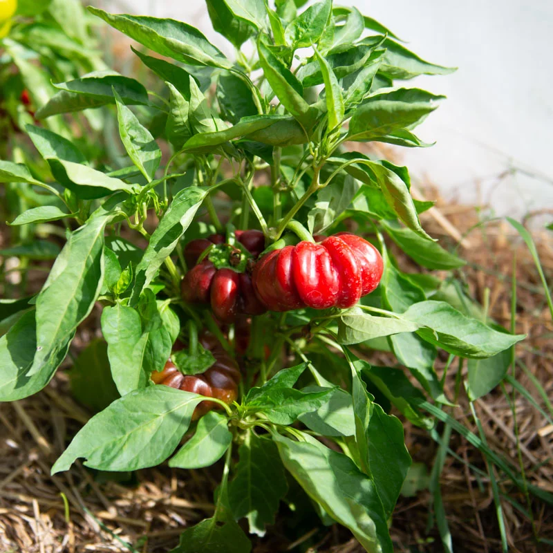 Piments/Poivrons - Rond de Hongrie