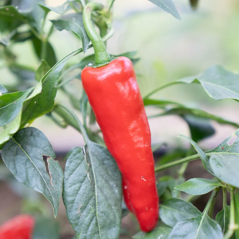 Piments/Poivrons - De Bresse