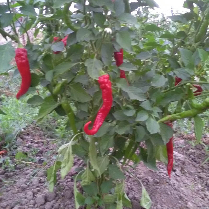 Piments/Poivrons - Hot Portugal