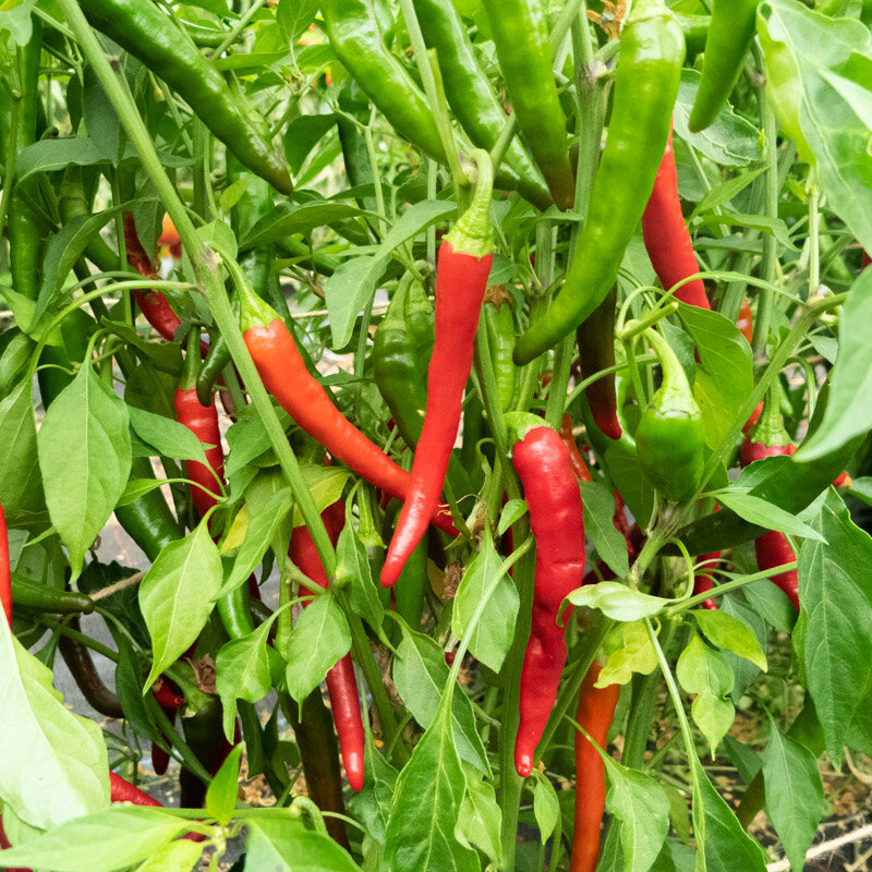 Plant de piment fort - Cayenne rouge