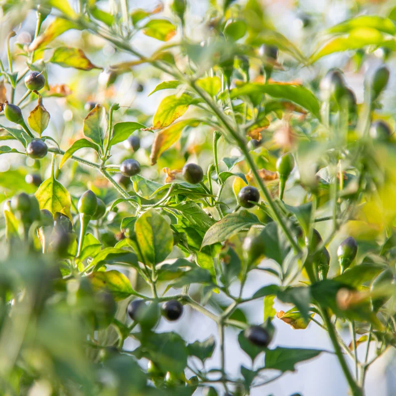 Piments/Poivrons - Coban Chile