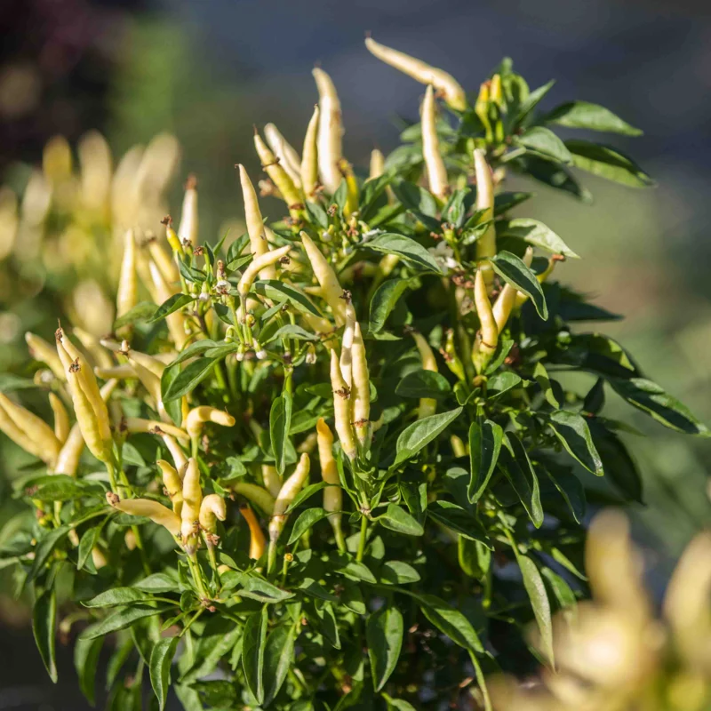 Piments/Poivrons - Fiesta