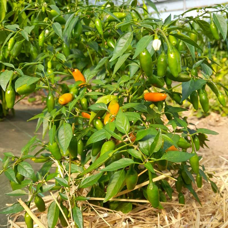 Piments/Poivrons - Tabasco Short Yellow