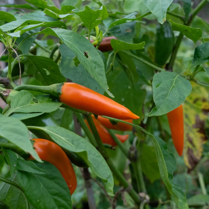 Piments/Poivrons - Bulgarian Carrot