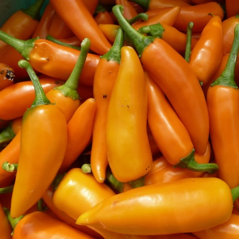 Piments/Poivrons - Bulgarian Carrot