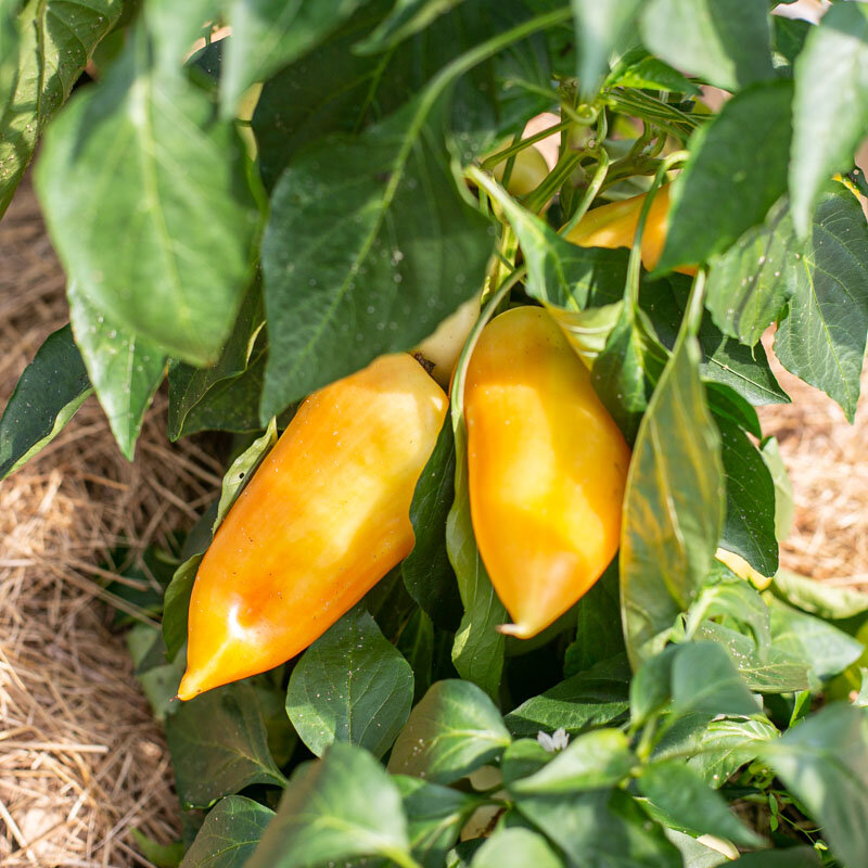 Piments/Poivrons - Feher Ozon Paprika