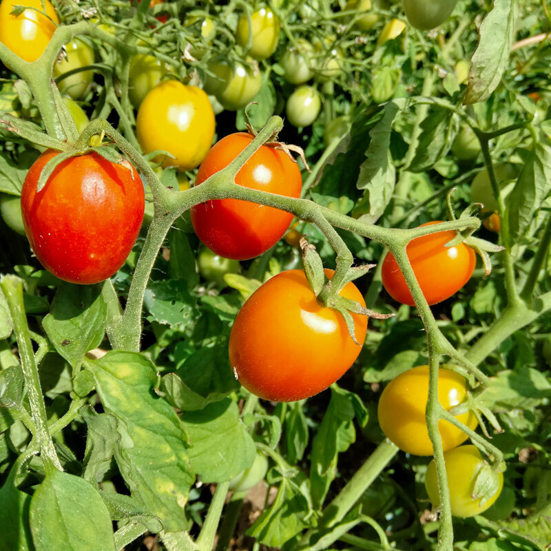 Tomates cerises - Early Cherry