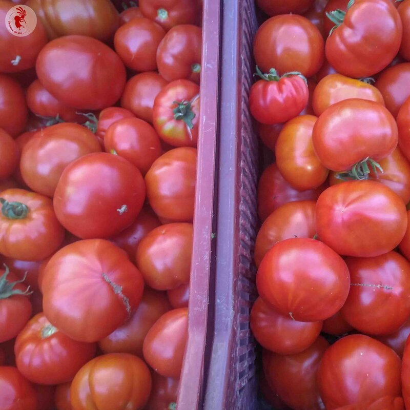 Tomates - Moskvich