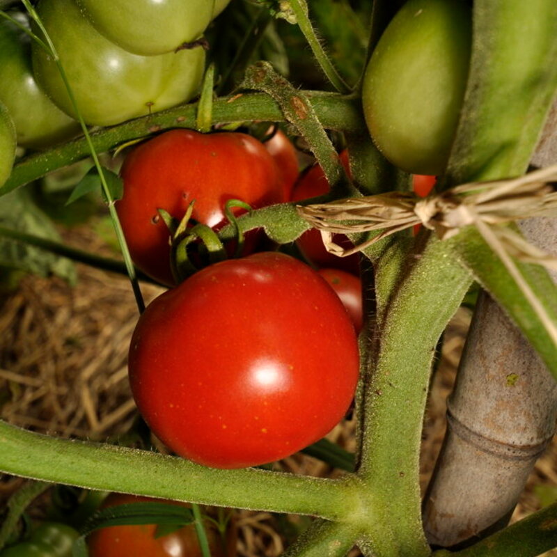 Tomates - Imur Prior Beta