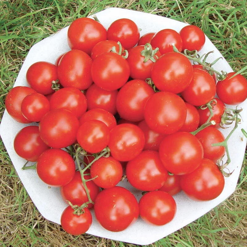 Tomates cerises - Washington Cherry