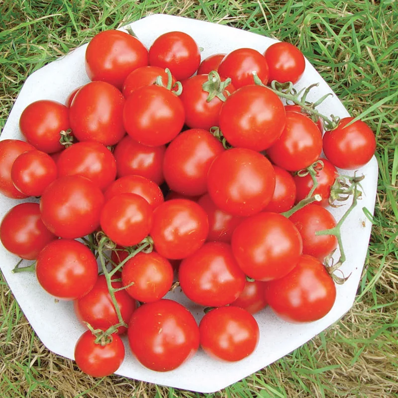 Tomates cerises - Washington Cherry