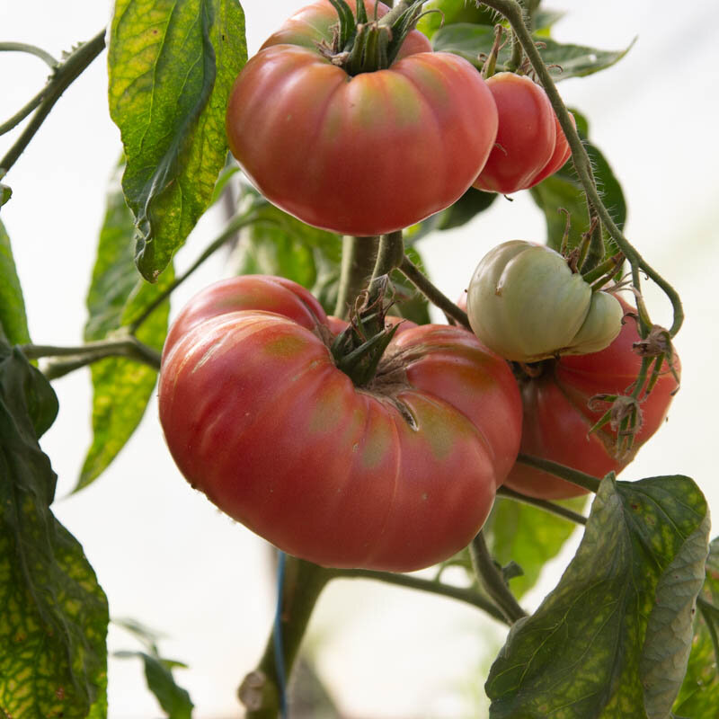 Tomates - Gréoux