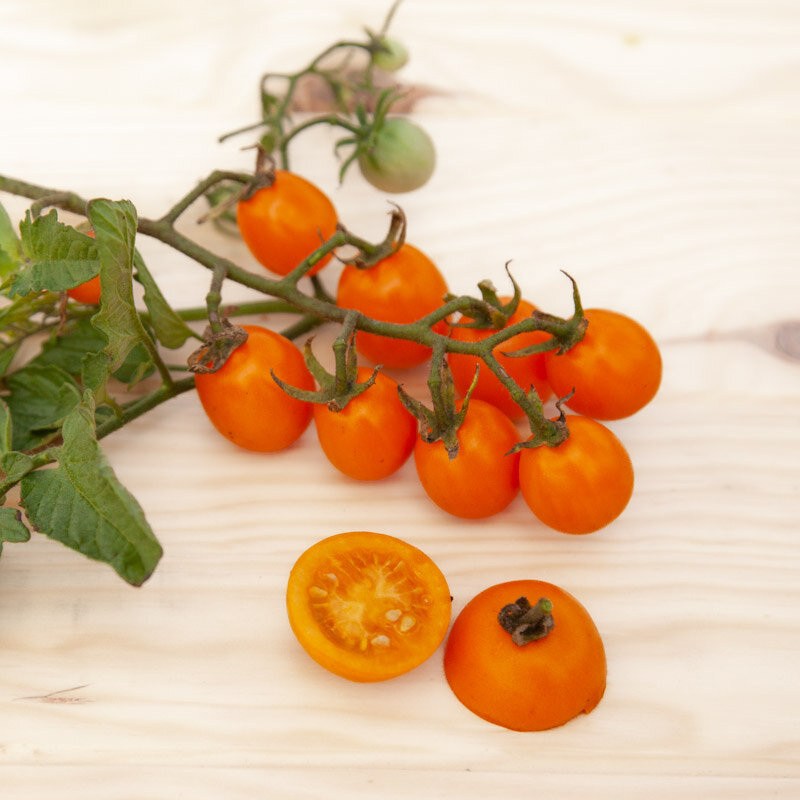 Tomates cerises - Ambrosia Gold