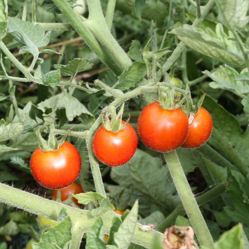 Tomates-Cerises - Ambrosia Red
